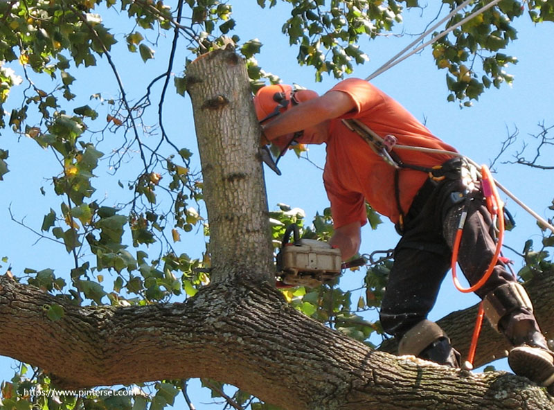 Why A Professional Is Needed For Tree Removal