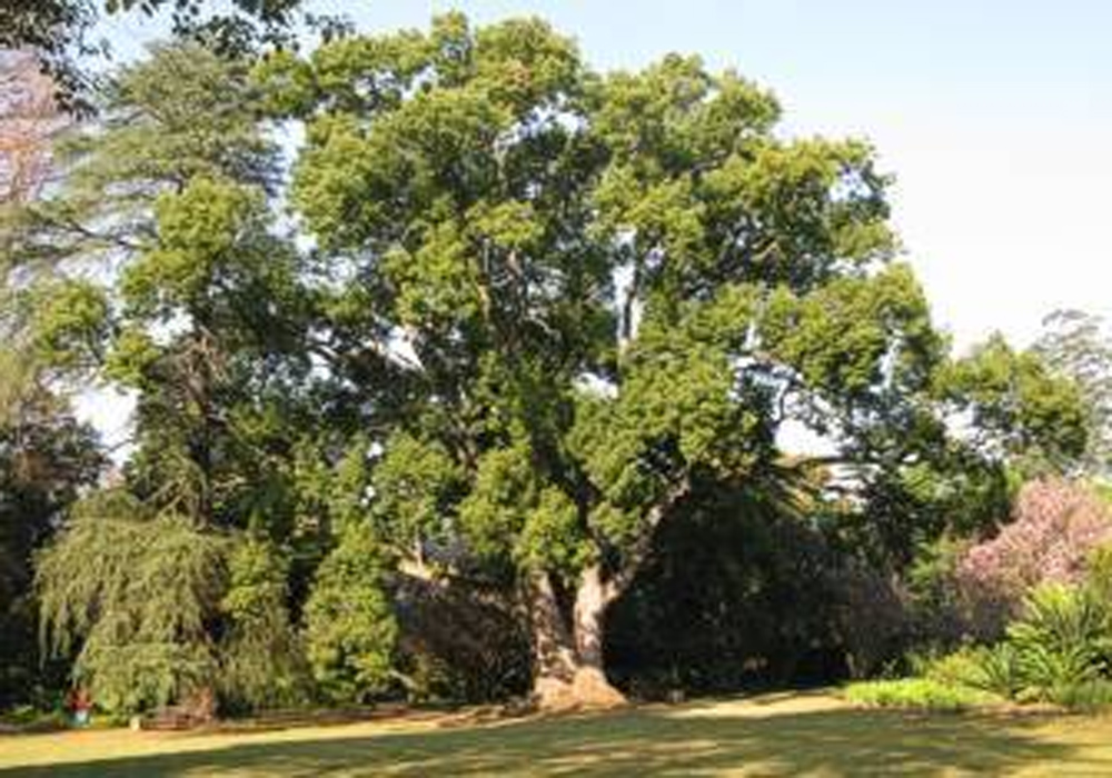 CAMPHOR LEAVES AS MULCH