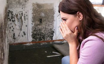 What Types of Home Mold Are Looming in Your Home?
