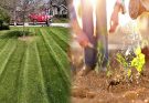 Effective Organic Lawn Care Practices