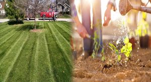 Effective Organic Lawn Care Practices
