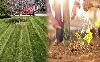 Effective Organic Lawn Care Practices