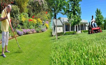 Seasonal Lawn Care and Maintenance Guide