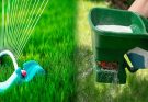 Watering and Fertilizing Tips for a Lush Lawn