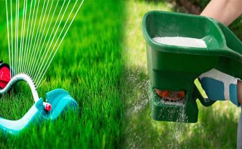 Watering and Fertilizing Tips for a Lush Lawn