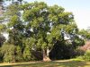 CAMPHOR LEAVES AS MULCH