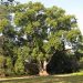 CAMPHOR LEAVES AS MULCH